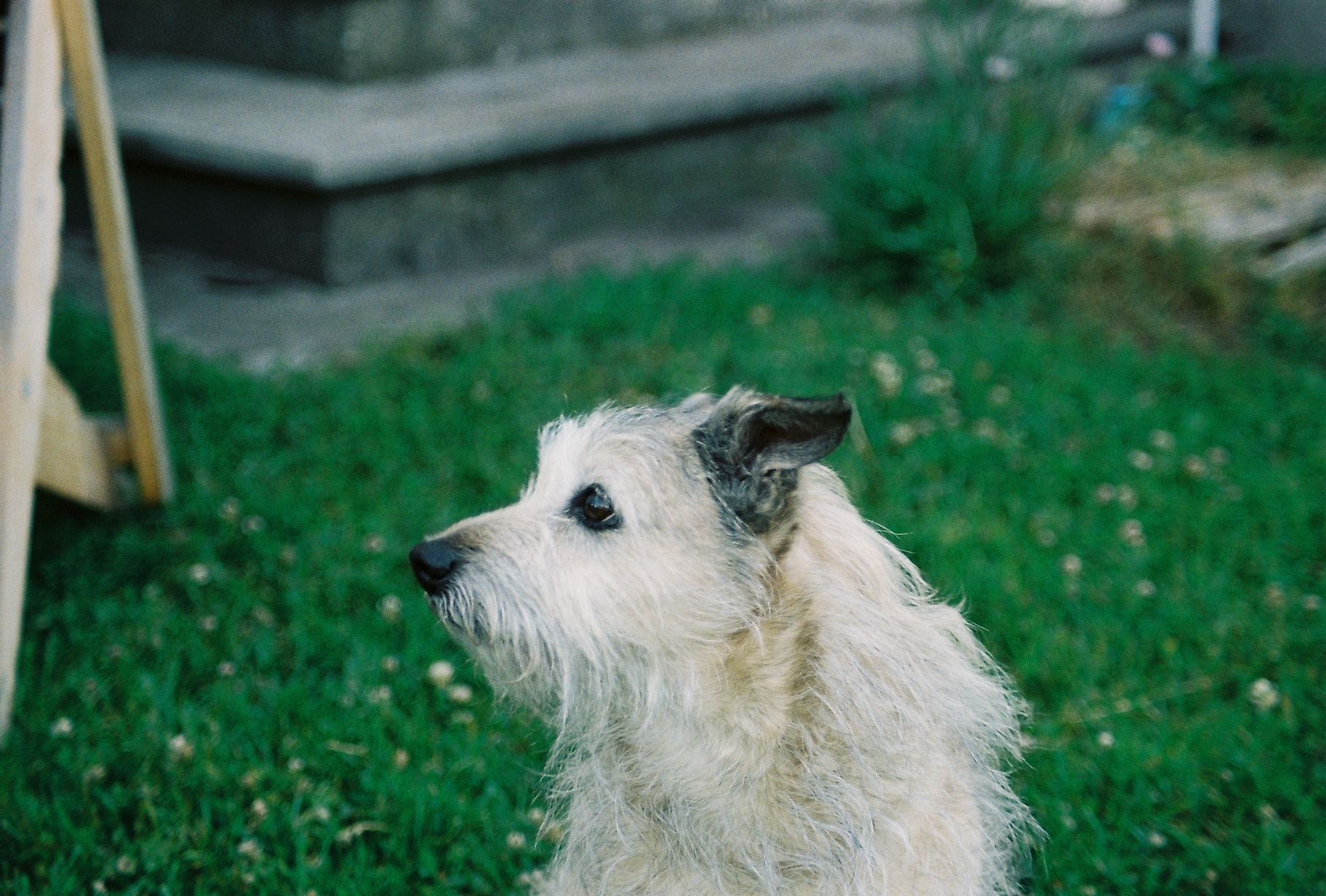 Tommy the Pärnu Dog